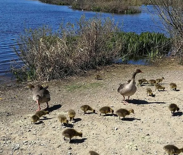 Tarsis Superior דירה *